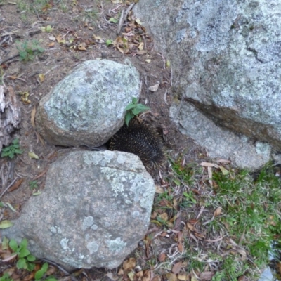 Tachyglossus aculeatus (Short-beaked Echidna) at Mogilla, NSW - 2 Oct 2020 by Jackie Lambert