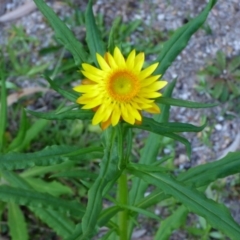 Xerochrysum bracteatum (Golden Everlasting) at Mogilla, NSW - 2 Oct 2020 by JackieLambert