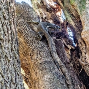 Varanus varius at Big Hill, NSW - 3 Oct 2020