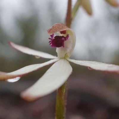 Caladenia cucullata (Lemon Caps) at Bruce, ACT - 7 Oct 2020 by shoko