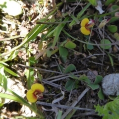 Bossiaea prostrata (Creeping Bossiaea) at Rugosa - 4 Oct 2020 by SenexRugosus