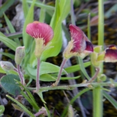 Bossiaea prostrata at Yass River, NSW - 4 Oct 2020