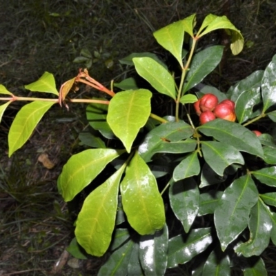 Synoum glandulosum (Scentless Rosewood) at Beecroft Peninsula, NSW - 7 Oct 2020 by plants