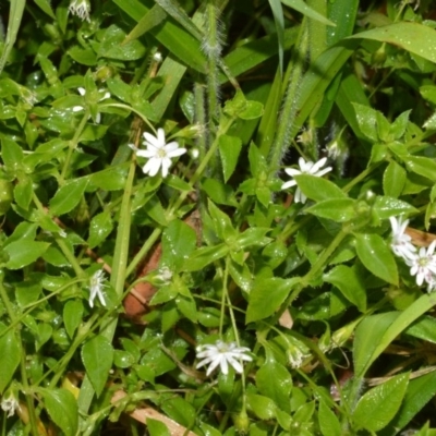 Stellaria flaccida (Forest Starwort) at Beecroft Peninsula, NSW - 7 Oct 2020 by plants