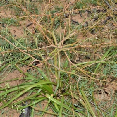 Trachyandra divaricata (Dune Onion Weed) at Kinghorne, NSW - 7 Oct 2020 by plants