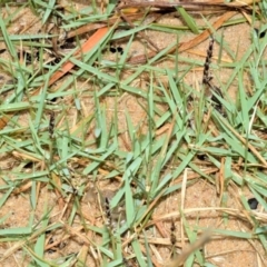 Zoysia macrantha (Prickly Couch) at Kinghorne, NSW - 7 Oct 2020 by plants