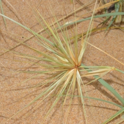 Spinifex sericeus (Beach Grass) at Kinghorne, NSW - 7 Oct 2020 by plants