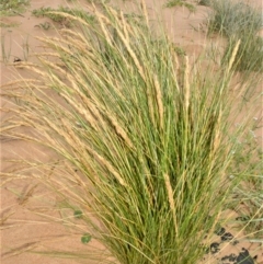 Poa billardierei (Coast Fescue) at Kinghorne, NSW - 7 Oct 2020 by plants