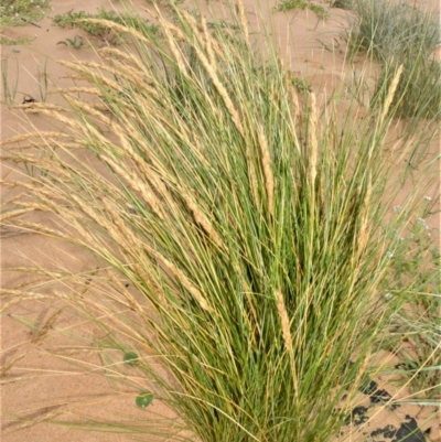 Poa billardierei (Coast Fescue) at Kinghorne, NSW - 7 Oct 2020 by plants