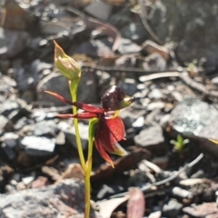 Caleana major (Large Duck Orchid) at Greenwich Park, NSW - 4 Oct 2020 by Philip