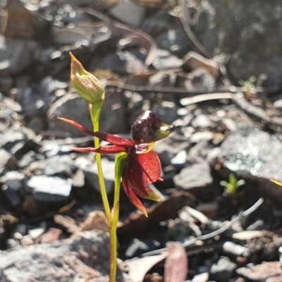 Caleana major (Large Duck Orchid) at Greenwich Park, NSW - 5 Oct 2020 by Philip