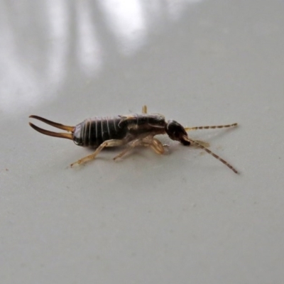 Forficula auricularia (European Earwig) at Macarthur, ACT - 7 Oct 2020 by RodDeb