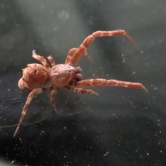 Philoponella congregabilis (Social house spider) at Macarthur, ACT - 7 Oct 2020 by RodDeb