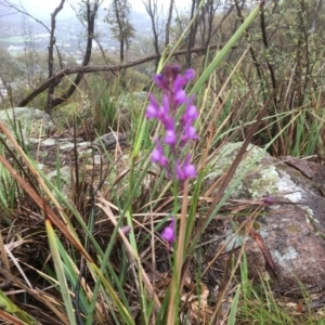 Linaria pelisseriana at Tuggeranong DC, ACT - 7 Oct 2020