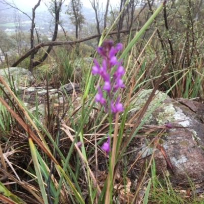 Linaria pelisseriana (Pelisser's Toadflax) at Tuggeranong DC, ACT - 7 Oct 2020 by CathyKatie