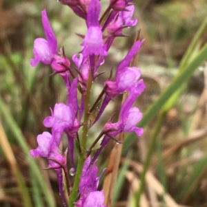 Linaria pelisseriana at Tuggeranong DC, ACT - 7 Oct 2020