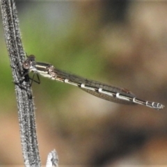 Austrolestes leda (Wandering Ringtail) at Uriarra Village, ACT - 1 Oct 2020 by JohnBundock