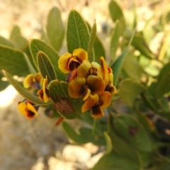 Daviesia corymbosa at Green Cape, NSW - 3 Oct 2020 by Liam.m