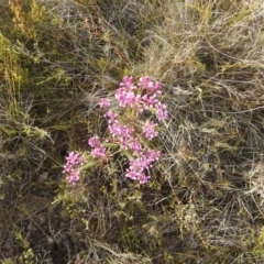 Comesperma ericinum (Heath Milkwort) at Green Cape, NSW - 3 Oct 2020 by Liam.m