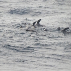 Unidentified Sea Mammal at Green Cape, NSW - 3 Oct 2020 by Liam.m