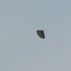 Callocephalon fimbriatum (Gang-gang Cockatoo) at Green Cape, NSW - 3 Oct 2020 by Liam.m