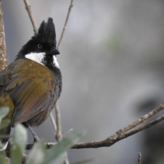 Psophodes olivaceus (Eastern Whipbird) at Pambula Beach, NSW - 4 Oct 2020 by Liam.m