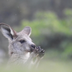 Macropus giganteus (Eastern Grey Kangaroo) at Pambula Beach, NSW - 4 Oct 2020 by Liam.m