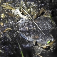 Uperoleia tyeri (Tyler's Toadlet) at Pambula Beach, NSW - 4 Oct 2020 by Liam.m