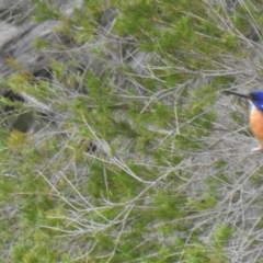 Ceyx azureus (Azure Kingfisher) at Pambula, NSW - 4 Oct 2020 by Liam.m