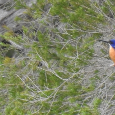 Ceyx azureus (Azure Kingfisher) at Pambula, NSW - 5 Oct 2020 by Liam.m