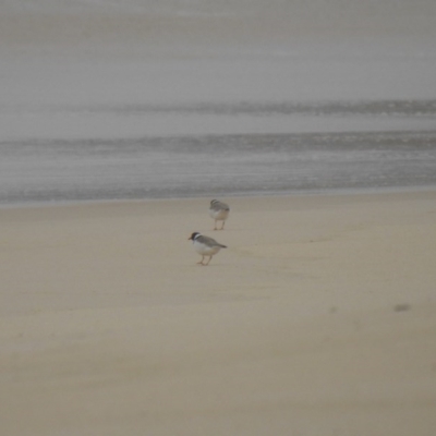 Charadrius rubricollis (Hooded Plover) at Eden, NSW - 5 Oct 2020 by Liam.m