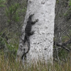 Varanus varius (Lace Monitor) at Pambula Beach, NSW - 5 Oct 2020 by Liam.m