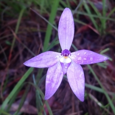 Glossodia major (Wax Lip Orchid) at Kambah, ACT - 7 Oct 2020 by RosemaryRoth