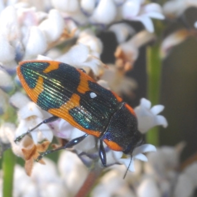 Castiarina subgrata (Jewel beetle) at Tianjara, NSW - 3 Oct 2020 by Harrisi