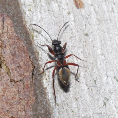 Daerlac cephalotes (Ant Mimicking Seedbug) at Downer, ACT - 4 Oct 2020 by TimL