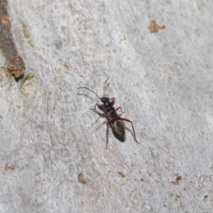 Daerlac cephalotes at Downer, ACT - 4 Oct 2020 11:01 AM