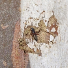 Daerlac cephalotes at Downer, ACT - 4 Oct 2020 11:01 AM