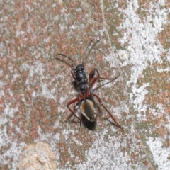 Daerlac cephalotes at Downer, ACT - 4 Oct 2020 11:01 AM