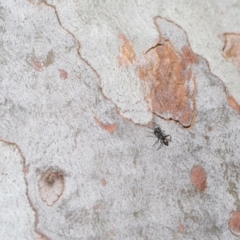 Myrmarachne (genus) (Unidentified Ant-mimic jumping spider) at Acton, ACT - 4 Oct 2020 by TimL