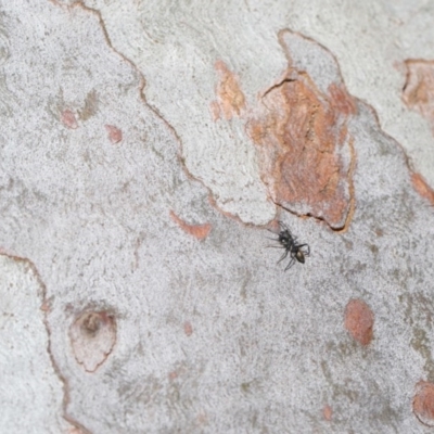 Myrmarachne (genus) (Unidentified Ant-mimic jumping spider) at Acton, ACT - 4 Oct 2020 by TimL