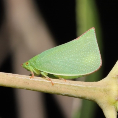 Siphanta acuta (Green planthopper, Torpedo bug) at Acton, ACT - 4 Oct 2020 by TimL