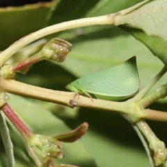 Siphanta acuta at Acton, ACT - 4 Oct 2020