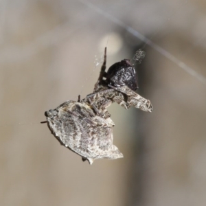 Philoponella congregabilis at Downer, ACT - 4 Oct 2020