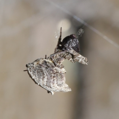 Philoponella congregabilis (Social house spider) at ANBG - 3 Oct 2020 by TimL