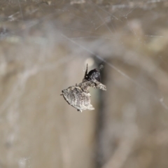 Philoponella congregabilis at Downer, ACT - 4 Oct 2020