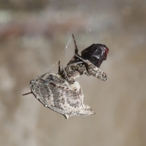 Philoponella congregabilis at Downer, ACT - 4 Oct 2020