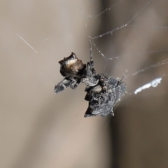 Philoponella congregabilis (Social house spider) at Downer, ACT - 3 Oct 2020 by TimL