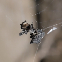 Philoponella congregabilis at Downer, ACT - 4 Oct 2020