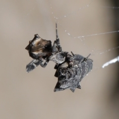 Philoponella congregabilis at Downer, ACT - 4 Oct 2020