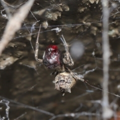 Philoponella congregabilis (Social house spider) at Downer, ACT - 3 Oct 2020 by TimL